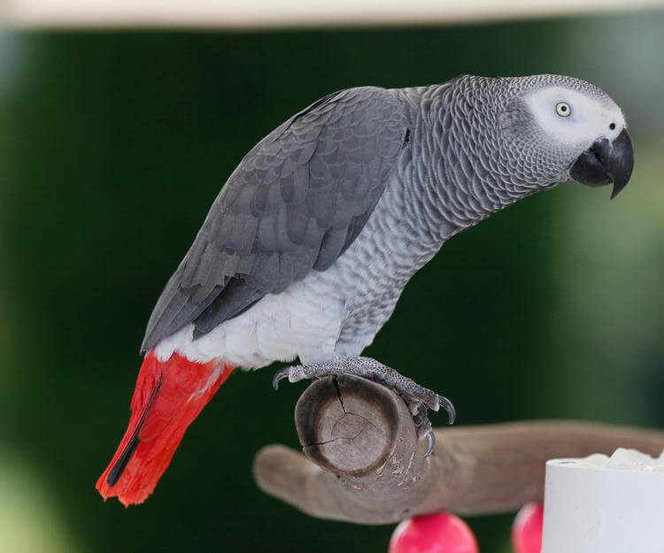 papağan kaç yıl yaşar