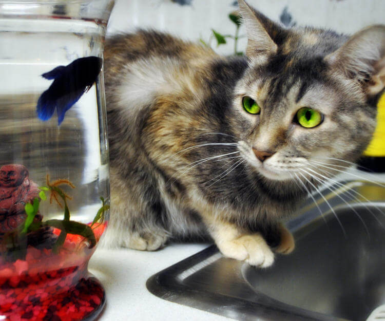 Evcil Hayvan Bakımı