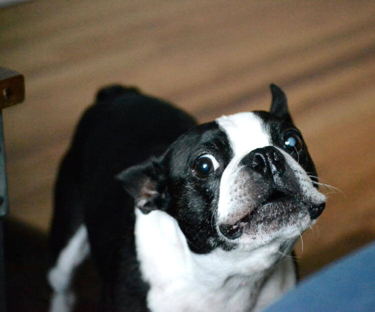 Köpek Isırması Nasıl Önlenir Köpek Saldırısından Korunma evcil hayvan