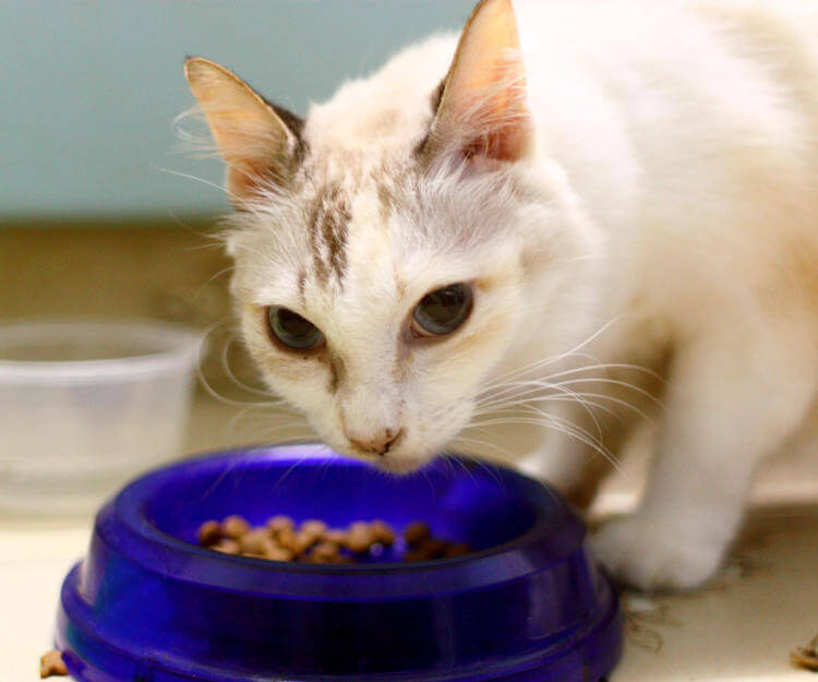 Kediler ne sıklıkla beslenir evcil hayvan market