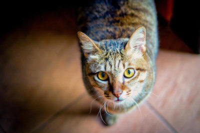 Kediler ne sıklıkla beslenir