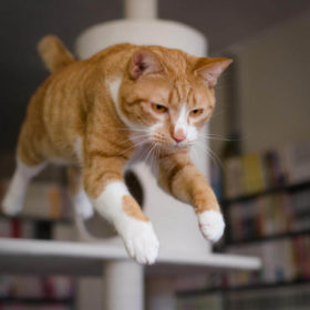 Kediler neden dört ayak üzerine düşer