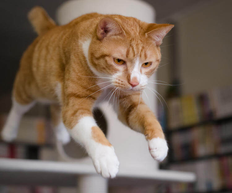 Kediler neden dört ayak üzerine düşer