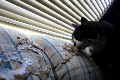 Kedilerde Zehirlenme