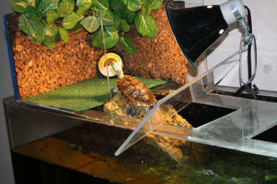 Kırmızı Yanaklı Su Kaplumbağası Akvaryumu