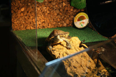 Kırmızı Yanaklı Su Kaplumbağası Bakımı