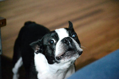 Köpek ısırması nasıl önlenir