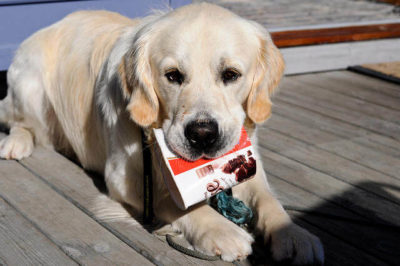 Köpeklere Zararlı Yiyecekler