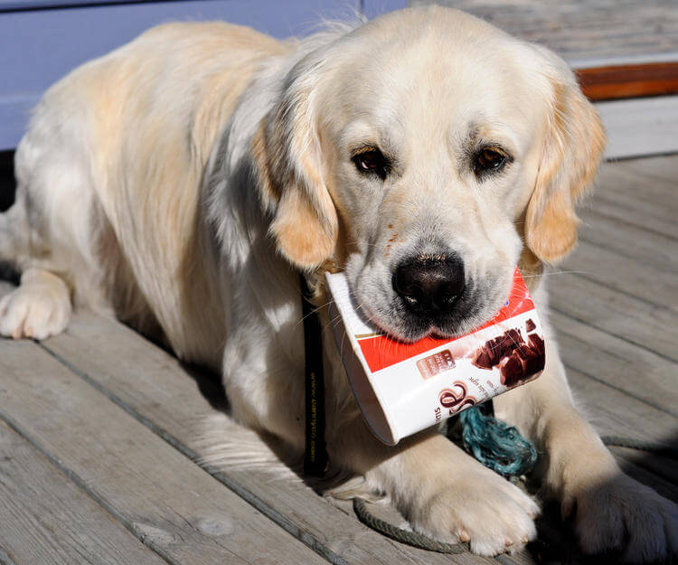 Köpeklere Zararlı Yiyecekler