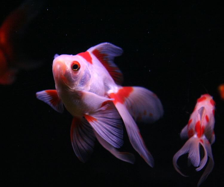 Balık Bakımında Yapılan Yanlışlar