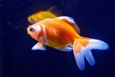 Japon Balığı Bakımı