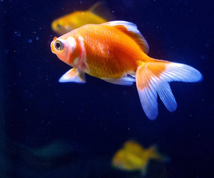 Japon Balığı Bakımı