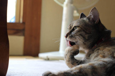 Kedim Sürekli Yalanıyor