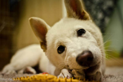 Köpeklerde Davranış Bozuklukları