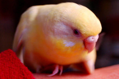 Kuşlarda Hastalık Belirtileri