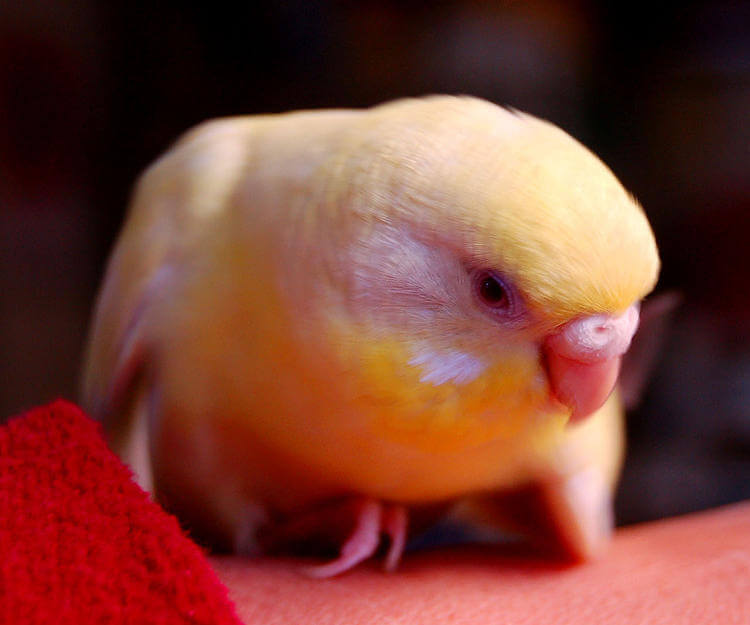 Kuşlarda Hastalık Belirtileri