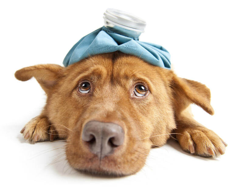 Köpeklerde Hastalık Tedbirleri