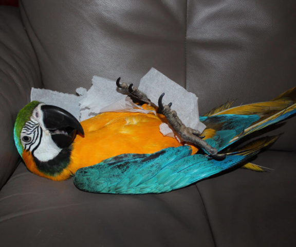 Psittakoz Hastaligi Psittacosis Papagan Atesi Belirtileri Ve Tedavisi