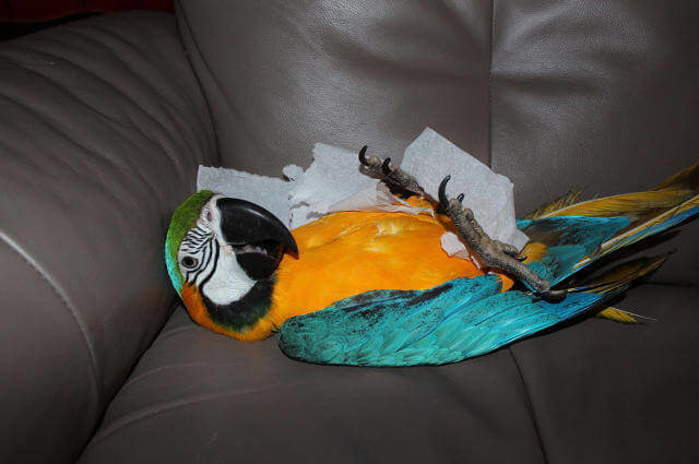 Psittakoz Hastalığı