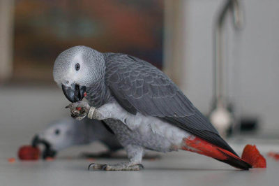 Afrika Gri Papağanı