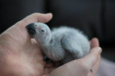 Afrika Gri Papağanı Yavru