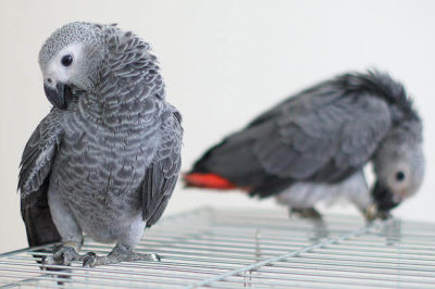 Afrika Gri Papağanı Yavrusu