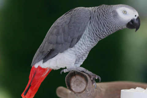 Afrika Gri Papağanı