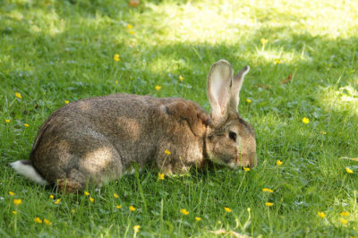 Belçika Dev Tavşanı