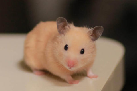 Hamster