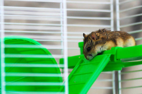 Hamster kafesi nasıl olur