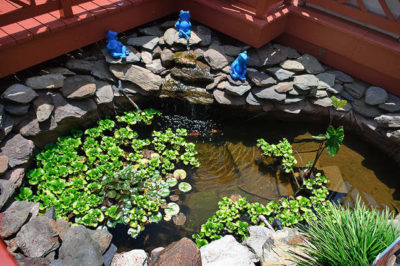 Koi havuzu nasıl korunur