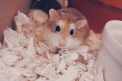 Roborovski Hamster