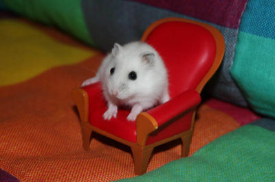Sibirya Hamsteri