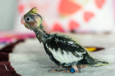 Sultan Papağanı Yavrusu