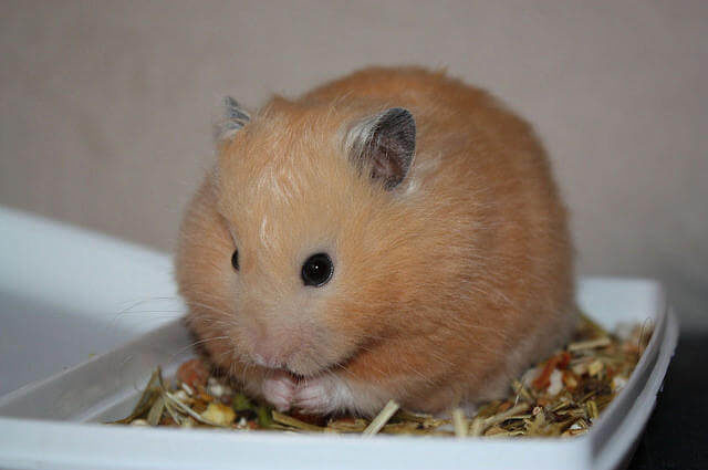 Featured image of post Gonzales Hamster Ka Y l Ya ar hamster besleyenleri de almay d nenleri de bilgilendiriyor
