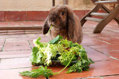 Tavşan hangi sebzeleri yer