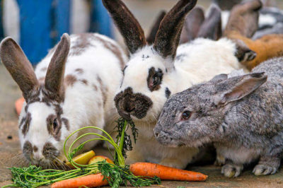 Tavşanlar hangi sebzeleri yer