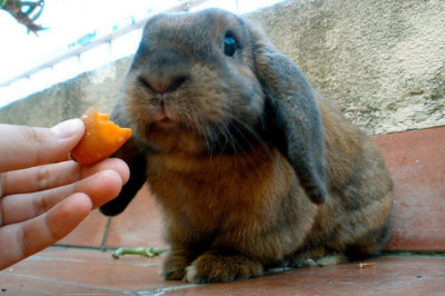 Tavşanlara Zararlı Yiyecekler