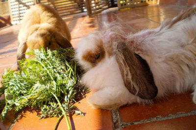 Tavşanların Yiyebildiği Otlar