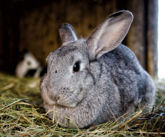 Tavşan ne yer | evcil hayvan market