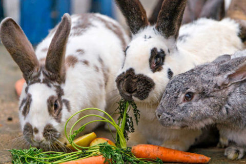Tavşanlar ne yer ne içer