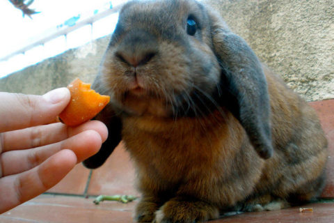 Tavşanlara Zararlı Yiyecekler