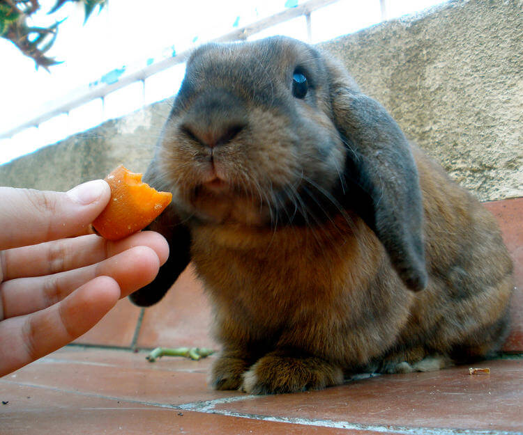 Tavşanlara Zararlı Yiyecekler