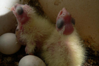 Yavru Sultan Papağanları