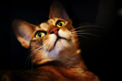 Abyssinian Kedi