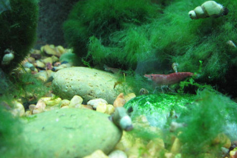 Akvaryum yosunu nasıl önlenir