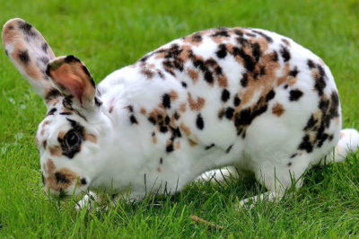 Benekli Rex Tavşanı