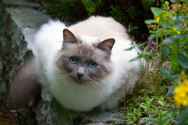 Birman Kedisi