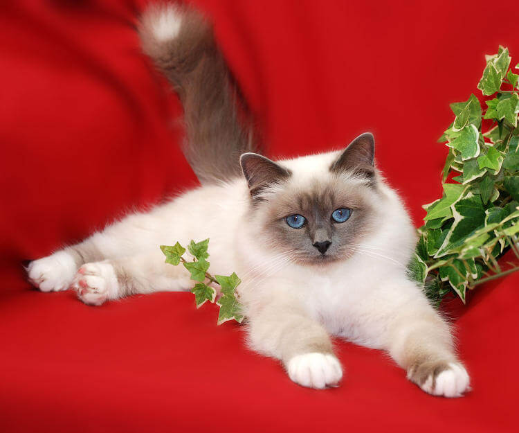 Birman Kedisi