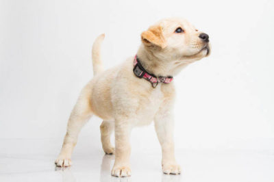 Golden Retriever Yavru